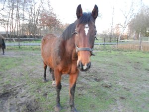 Kamera.Weihnachen-Pferde 070.JPG