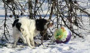 Bella beim Ballspielen und Äste zerstören.jpg