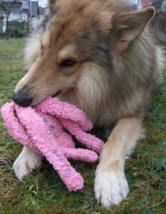 Rocky mit Krake in pink.JPG