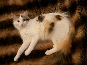 Kitty1.JPG Kitty1.JPG