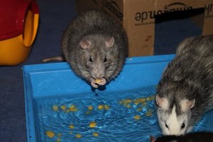 IMG_0616.JPG IMG_0616.JPG