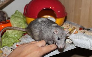 simba - Kopie.jpg simba - Kopie.jpg