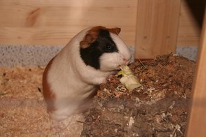 Fuchur mit Fenchel.jpg Fuchur mit Fenchel.jpg