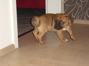 mein kleiner Ayko und mein haus 043.JPG