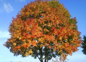 2012-02-12 Bäume 1.JPG