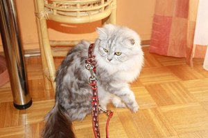 2012-02-12 Amelie rot.JPG 2012-02-12 Amelie rot.JPG