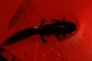 2012-02-12 Molch schwarz-rot.JPG 2012-02-12 Molch schwarz-rot.JPG