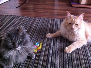 IMG_0177.JPG IMG_0177.JPG