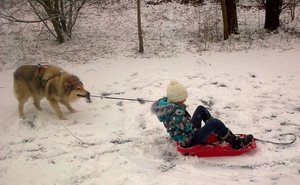 Hilfe mein Schlittenhund zieht in die falsche richtung.JPG