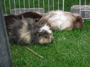 wb.mimmis-hoppels 012.JPG