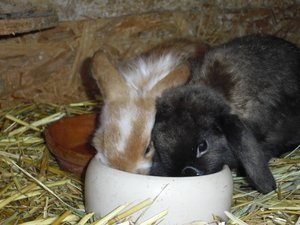 meine schatzis! 059.JPG