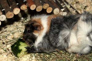 80e8c4a4-53274211.jpg 80e8c4a4-53274211.jpg