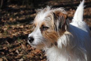 DSC_0147 - Kopie.JPG