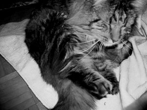 263716_1973570672569_1642125528_1983194_8144642_n.jpg 263716_1973570672569_1642125528_1983194_8144642_n.jpg