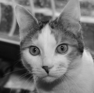 IMG_0005 - Kopie.JPG IMG_0005 - Kopie.JPG