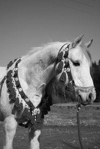 IMG_4561.JPG IMG_4561.JPG