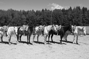 2009 Redneck Mai 009.jpg