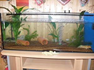 Aquarium (5)bearbeitet 2.JPG