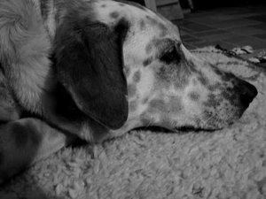 K640_Gina Profil schwarz-weiß.JPG K640_Gina Profil schwarz-weiß.JPG