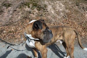 IMG_1553 (600 x 400).jpg