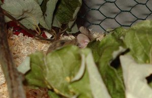 K640_alles auser Ohren verteckt.JPG