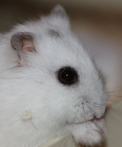 2012-02-26 Körperteil Kopf.JPG