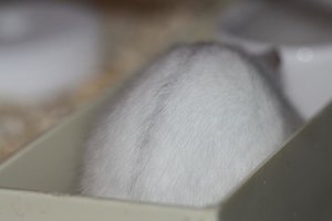 2012-02-26 Körperteil Rücken.JPG