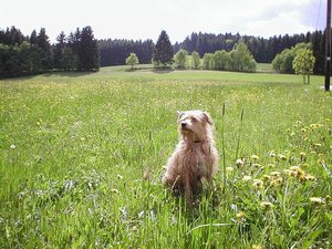 2012-02-26 Traffi Blumen.JPG