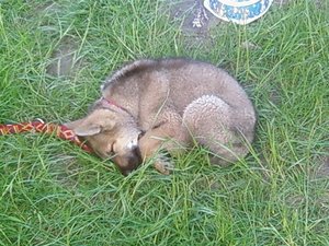 Schlafende Kimi (Klein).jpg