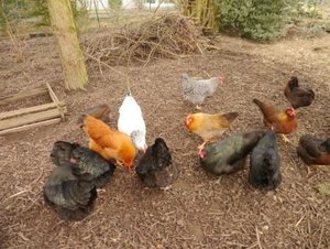 Probefotos Panasonic Lumix DSC G3 271.k.jpg