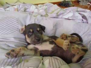 Astratierforum.JPG Astratierforum.JPG