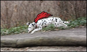 Superdog.JPG