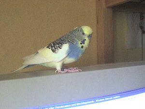 welli+rechner 001.jpg