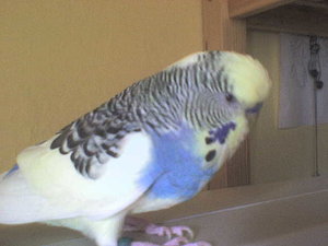 welli+rechner 002.jpg