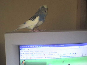 welli+rechner 003.jpg