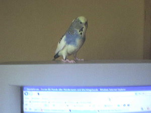 welli+rechner 004.jpg