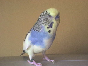 welli+rechner 005.jpg