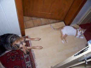 Amica und Gonzo im Flur.jpg