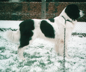 janosch_01.gif janosch_01.gif