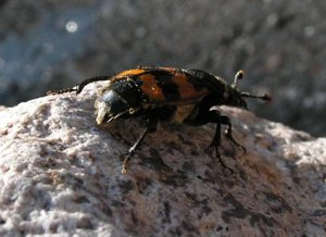 Gemeine TotengrÃ¤ber.jpg