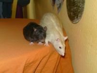 Eliott und Finn an der Kante.JPG