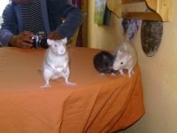 Ich wollt Â´ne Ratte, kriegte Â´nen KÃ¤guru..JPG