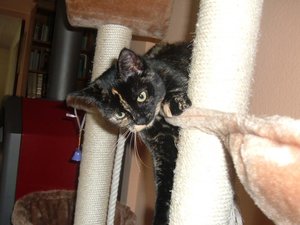 regen und katzen 030.jpg