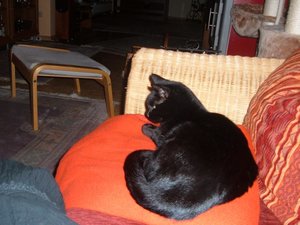 regen und katzen 039.jpg