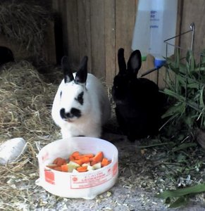 Sch. MÃ¶Ã¶r.1 .jpg