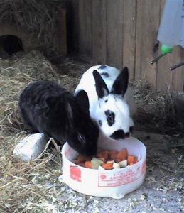 Sch. MÃ¶Ã¶r.2 .jpg