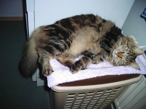 Lilly 030.jpg Lilly 030.jpg