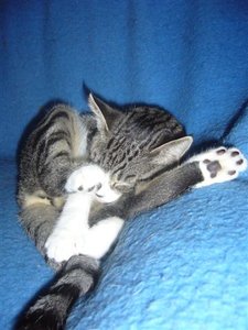 Lilly schlÃ¤ft.JPG