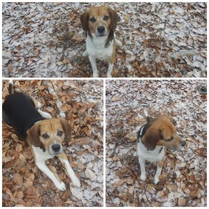 Gismo im Wald collage.jpg