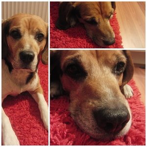 Gismo in meinem Zimmer collage.jpg